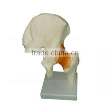 Vivid Human Body Anatomy Pelvic Bone Model photo-3