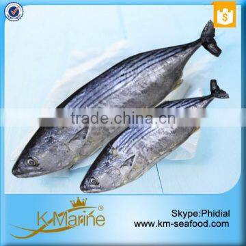 Seafood Fresh Frozen Sarda Fish For Delicious Canned Tuna