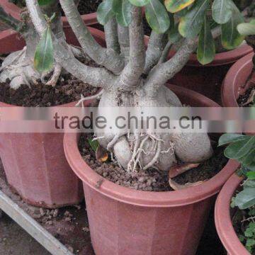 Adenium Obesum Desert Rose photo-3