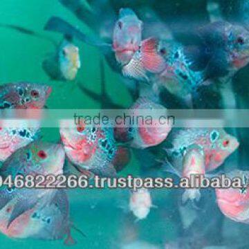Flowerhorn Fish Farm and Wholesale in Thailand photo-5