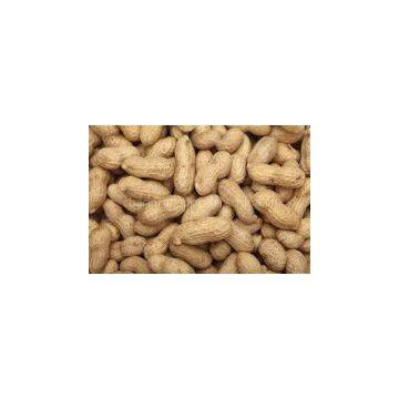 proundnuts (peanuts) for sale