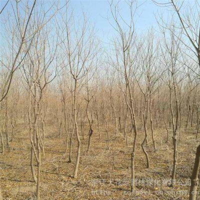 One Chinese Tallow Tree With a Trunk Diameter of 8 cm at Breast Height in 2020 for Sale photo-3