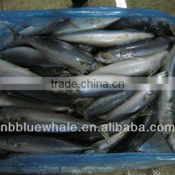 200-300g new frozen pacific mackerel