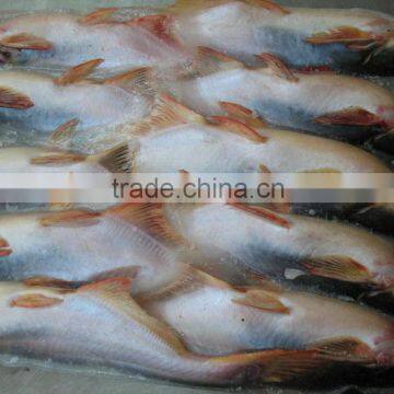 FROZEN WHOLE ROUND PANGASIUS