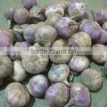 Chinese Good Price garlic