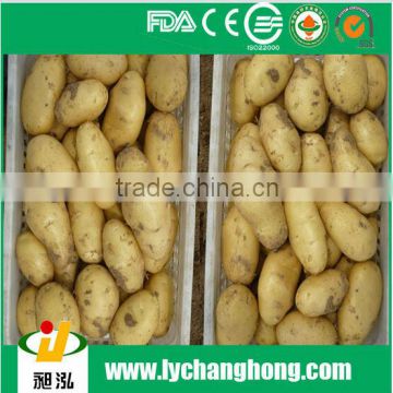 2014 new crop potato for bulk sale