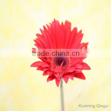 Wholesale Fresh cut flowers Gerbera 60-80 cm long stem Flower gerbera daisi wed