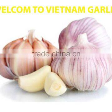 Vietnam Garlic 5cm