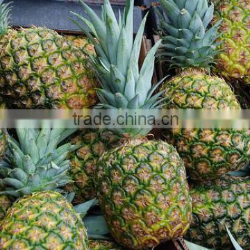 FRESH QUEEN PINEAPPLE