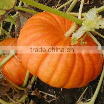 GMP & ISO Approved Pumpkin Seed Oil