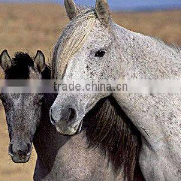 Black and white horse pattern cloth painting