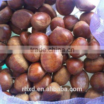 2015 health food Fresh chinese sweet chestnuts/frozen chinese food