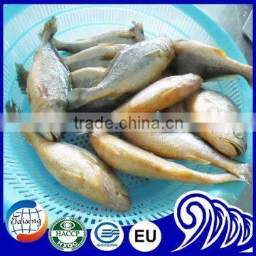 FROZEN LARGE YELLOW CROAKER FISH PRICE