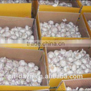 Red White Garlic Supplier 2016 Fresh