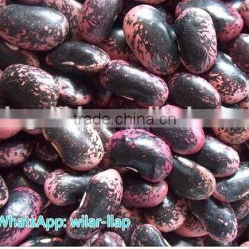 Large Black Speckled Kidney Beans new 2014 , organic Black Speckled Kidney Beans