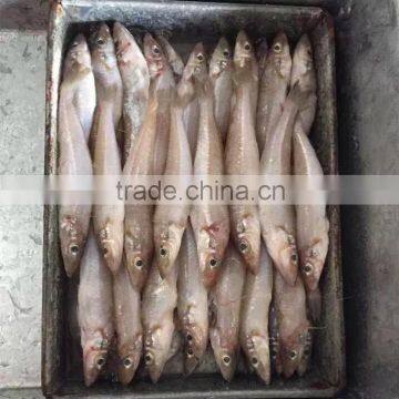 Frozen lady fish/silago shiema/silver silago fish