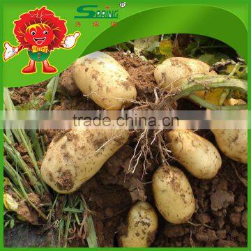 Fresh potato factory china wholesale high-end vagetables