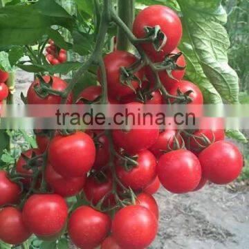 FRESH TOMATOES Cheap photo-2