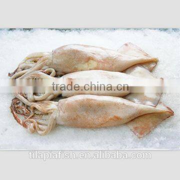 illex squid high quality