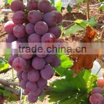 Fresh red grapes harvested for 2013