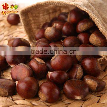 best Chinese New Crop fresh organic chestnut