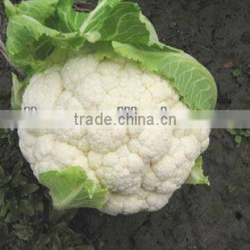 Frozen Cauliflower photo-2