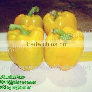 2012 chinese fresh sweet pepper