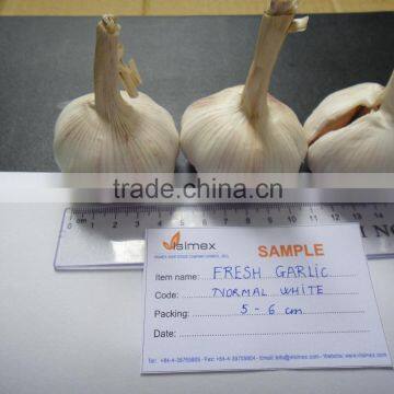 FRESH GARLIC VIETNAM ORIGIN