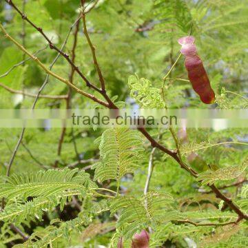 Acacia Catechu