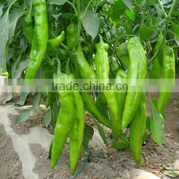 hybrid chilli seeds green vegetable seeds from China to plant