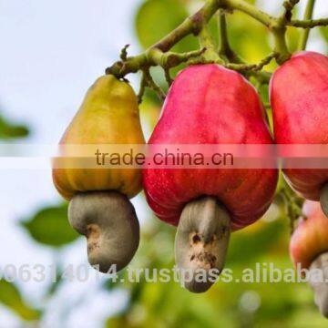 Cashew Nuts (Raw) Roasted & Salted Cashews photo-2