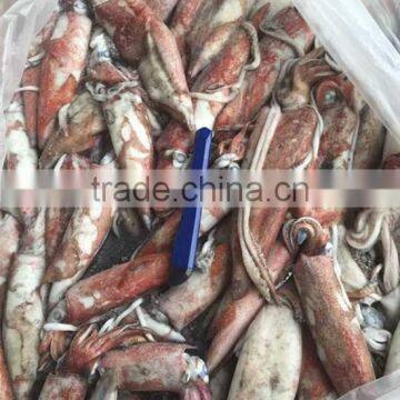 Seafood Fresh Frozen Loligo Squid season food