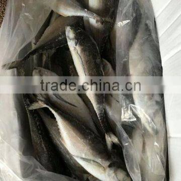 Whole Fish Frozen Jack Mackerel photo-4