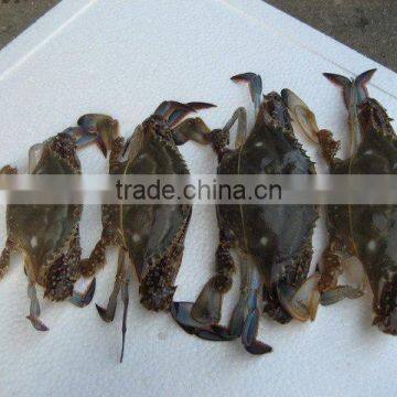 quality best seafood frozen snow crab