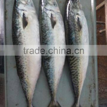 Frozen W/R Pacific Mackerel New Fish Pacific Mackerel