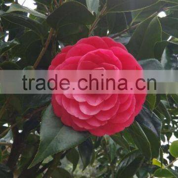 Camellia Japonica Tree Plant photo-5