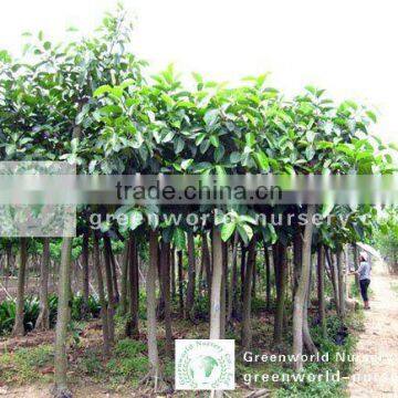 Ficus Altissima nursery in ground