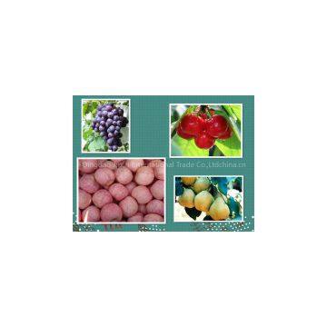 ShanDong Specials Fruits and Vegetable