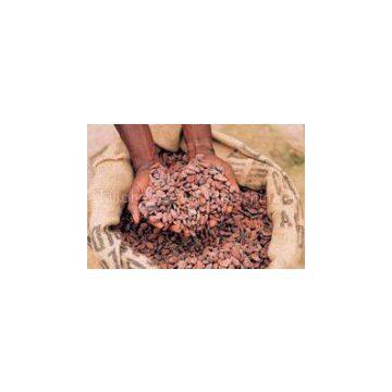 fermented cocoa beans