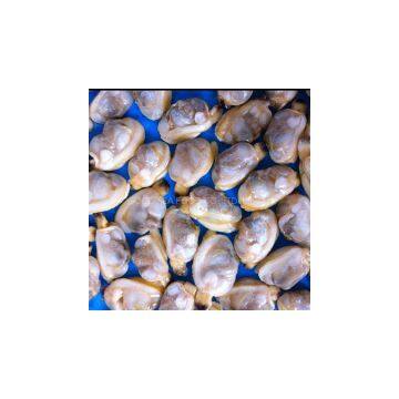 Frozen boiled short-necked clam meat