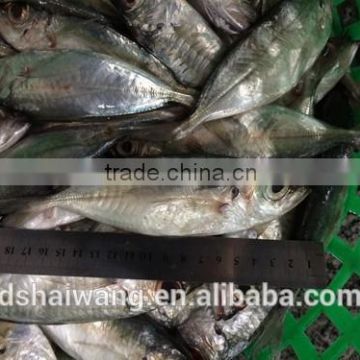 Frozen seafood Bigeye scad fish sale with size 6 - 8 pcs / kg