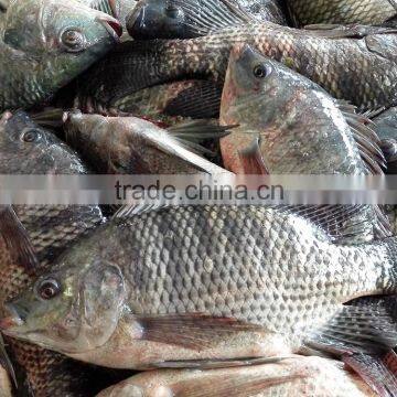 Supplier of Tilapia Bream 400-600g Frozen Fish Nile Whole Sale Price