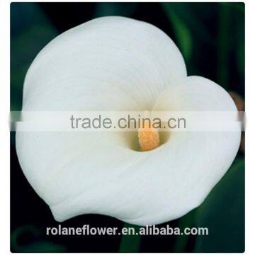 china importers top sale single stem white light color real calla lily flower