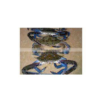 Fresh Frozen Blue Swimming Crab