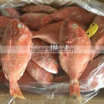 frozen whole round red snapper fish 500-700g up