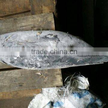 small size sea frozen yellow fin tuna of high quality