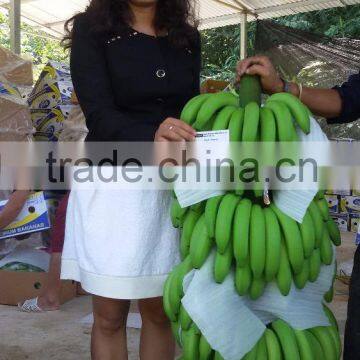 Vietnam's fresh Banana high Quality