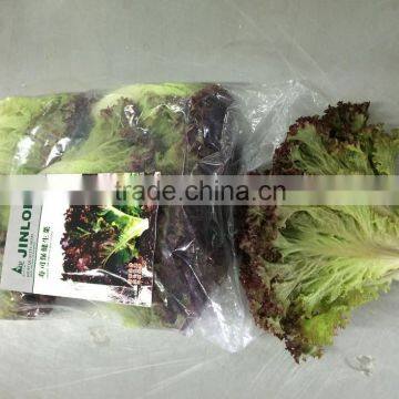 Fresh Lettuce for Sale Good Quality photo-4