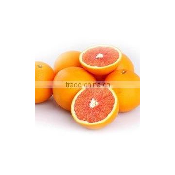 hot sale high quality fresh blood orange