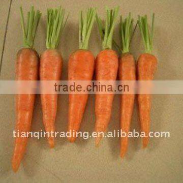 Chinese fat fresh carrot